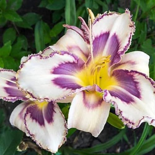 Taglilien, Hemerocallis fulva, balkongewächshäuser wohnzimmer deko blumensamen wildblumensamen gartendeko für draußen schmetterlingswiese 350Samen