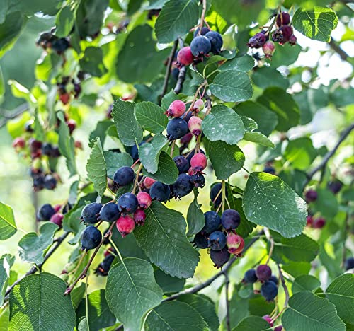 Felsenbirne `Greatberry Farm ®´, Amelanchier alnifolia, 60-100cm im Topf