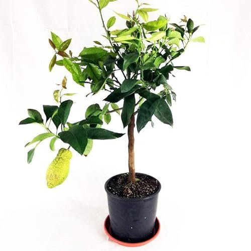 Árbol Frutal de Citrus Limon (Limonero) Cultiva tus Limones Naturales en Casa