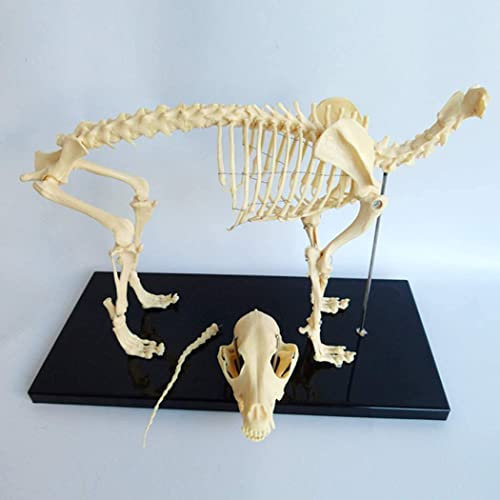 Hunde-/Katzen-Anatomie-Hundeskelett-Probenmodell, Tieranatomie-Lehrmodell, 4D-Hundetiermodell, das Organ, Biologie-Lehre, Veterinär-Lehre