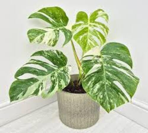100pcs Green White Monstera Seeds