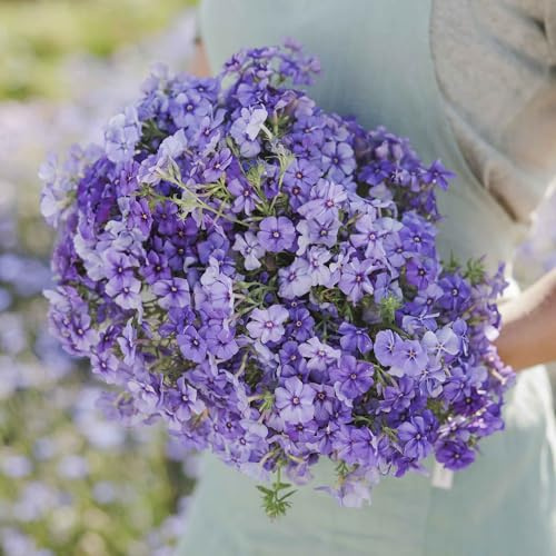 Eden Brothers Annual Phlox Seeds - Beauty Blue
