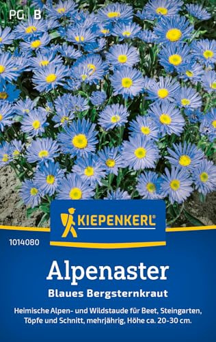 Kiepenkerl Alpenastersamen Blaues Bergsteinkraut 1014080, Blumensaat | Blumensamen für eine heimische Alpen- und Wildstaude, Inhalt für 30 Pflanzen, Wuchshöhe 20-30 cm, mehrjährig