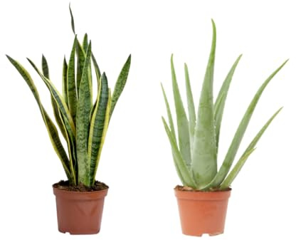 Verdecora Pack Plantas Dormir Mejor - Aloe Vera + Sansevieria maceta Ø15cm | Purificadoras Nocturnas, Mejora la Calidad del Aire, Fácil cuidado