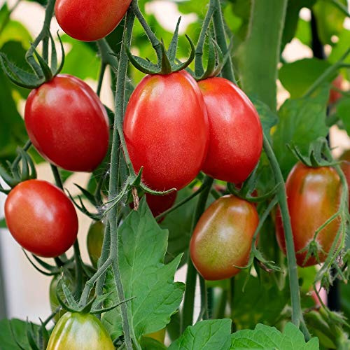 German Lunchbox Bio-Tomatensamen