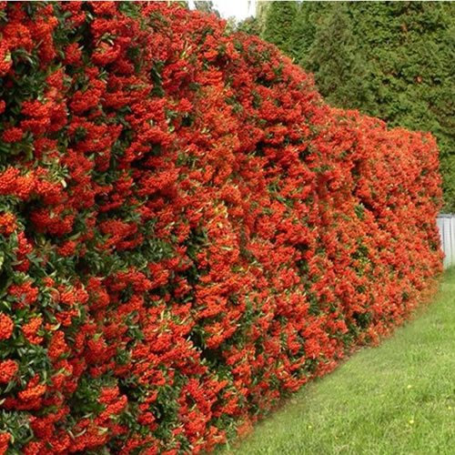 GardenersDream Pyracantha Red Column - Roter Feuerdorn Winterhart - Kletterpflanzen Winterhart Säulenförmig - Balkon Pflanzen Immergrün
