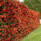 GardenersDream Pyracantha Red Column - Buisson Ardent Rouge Résistant au Froid - Plante Grimpante Colonnaire - Plante Extérieur Persistante