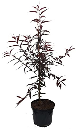 Blutpfirsich `Rubira´, rotlaubiger Pfirsich mit schmackhaften Früchten, 120-140cm im 10L-Topf