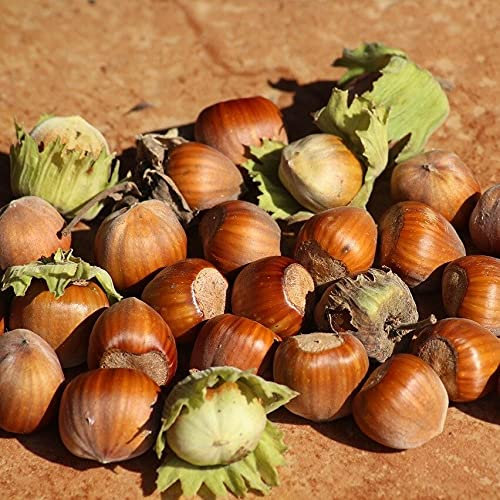 Haselnuss Wunder aus Bollweiler große schmackhafte Nuss Hasel Strauch 10 Liter Topfballen ca. 60-100 cm