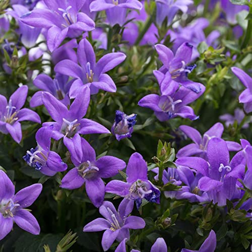 Semi di campanula - varietà antiche biologiche rare decorazione serre balcone semi di selvatici resistenti 550pcs