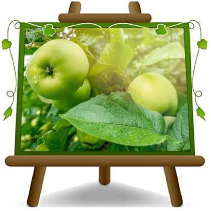 EURO PLANTS VIVAI Melo Granny Smith - Pianta da Frutto su Vaso da 26 cm - Altezza 180-200 cm - Età 4 Anni