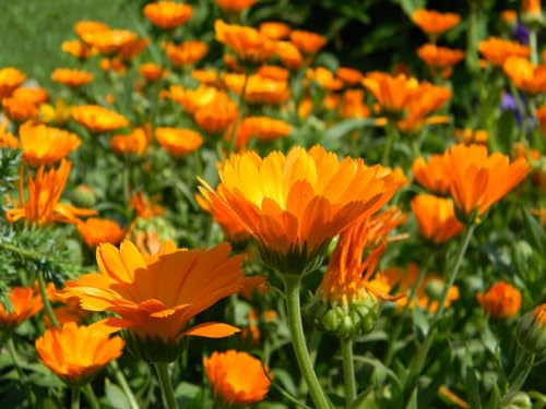 Ringelblumen (Calendula officinalis 'Wildform') Samen. Heilpflanze (1000 Samen = 12,0g)