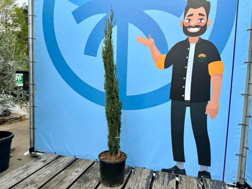 Sunny Tree - Cipresso Sempervirens Totem - Cipresso italiano resistente all'inverno - 140 cm - sempreverde - resistente all'inverno fino a -18