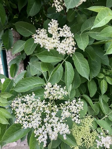Sambucus nigra - Holunder 50-60 cm - Container