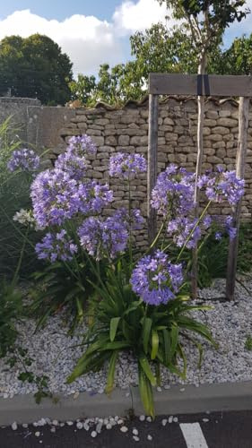 Agapanthus africanus 'Bleu' / Lis du Nil bleu/Conteneur de 1 à 1.9 litres/Vivace