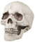 Boland 74378 – Cráneo Decorativo Jawbone con Pino móvil, decoración de Calavera para Halloween, Fiesta de Miedo