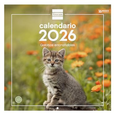 Finocam - Calendrier mural 2026 - Espagnol 30 x 30 cm Vue janvier - Décembre 2026 + Sep.- Déc. 2025 (4 mois) réduits | Calendrier 2026 | Images Chatons