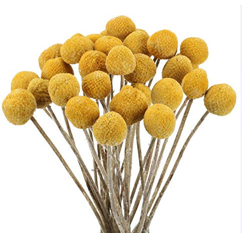 HUAESIN 30pcs Trockenblumen Craspedia Globosa Getrocknete Blumen Echte Blumen Natürliche Trockenblumen Kunstblumen Gelb für Hochzeit Party Tischdeko Fotografie Requisiten Dekoration 43cm