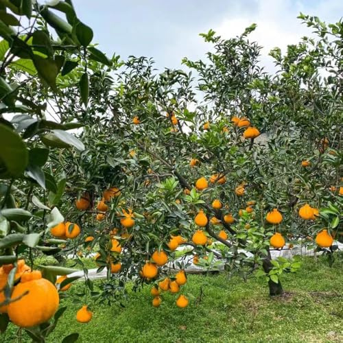 10 pezzi semi di arancio colonnari di mandarino, colonnari in resistenti