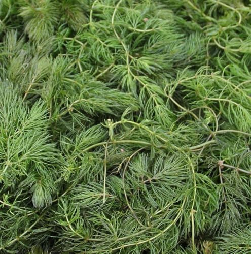 WASSERPFLANZEN WOLFF - XXL Ceratophyllum demersum - lose - 1 Liter BOX/schönes Hornkraut - winterhartes Raues Hornblatt, Klärpflanze Teich, Sauerstoffpflanze für Kaltwasser und Gartenteich