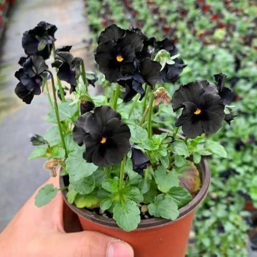 semi viola cornuta - decorazione resistenti, al pieno sole giardino balcone di al 35pcs