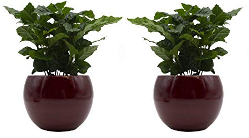 Kaffee-Pflanzen-Duo mit handgefertigtem Keramik-Blumentopf Cresto Rot - 2 Pflanzen und 2 Dekotöpfe