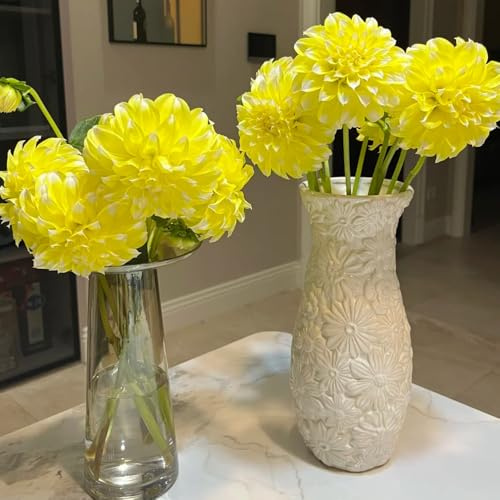 6bulbi tuberi di dalia resistenti, dalia per luoghi soleggiati, giardino fresche, decorativi
