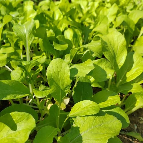 Semillas de pak choi, hojas de mostaza china, interior orgánico decoración sala estar trepadoras jardín rocas, 250pcs