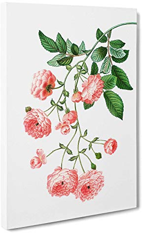 Rambler Roses by Pierre-Joseph Redoute Canvas Print | Gallery Wrapped 30mm Frame Wall Art | 30x20 inches | Ready to Hang | Modern Floral Picture | Living Room Bedroom Lounge Office