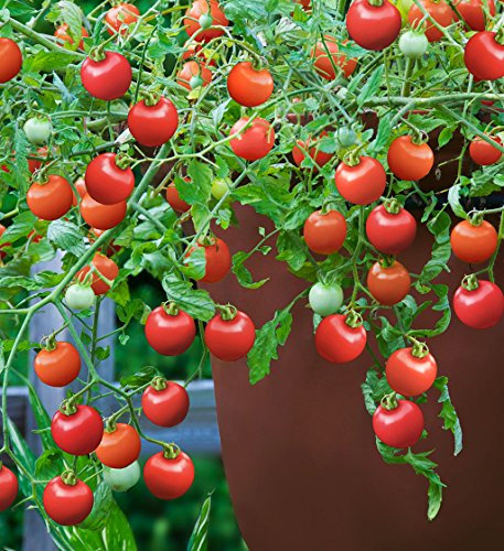 Viridis Hortus - 35 x Tomato Tumbling Tom Red Vegetable Seeds (Cherry)