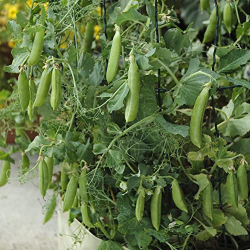 Mangetout Pea Seeds 'Sugar Lace' Pisum Sativum Snow Pea Hardy Annual High Yielding Semi Leafless Easy to Grow Your Own Garden Vegetables 1x Packet (Approx. 125 Seeds) by Thompson and Morgan
