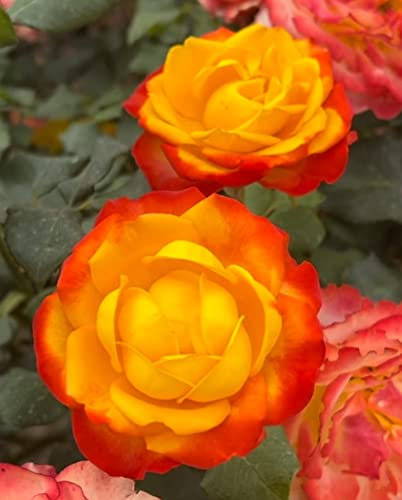 'Tequila Sunrise' Potted Rose - Striking Yellow & Red Blooms - Hybrid Tea Rose