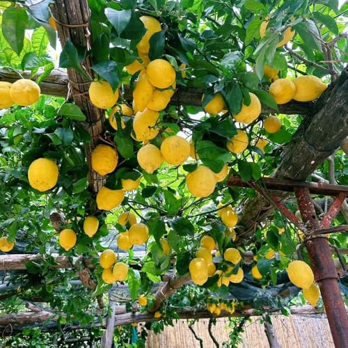 220 piezas semillas de limonero para balcón - semillas de orgánicas, exoticas frescas exóticas resistentes, resistentes al