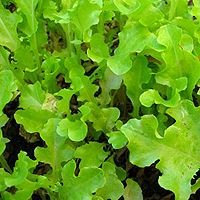 French Heirloom Heritage Oak Leaf FEUILLE DE Chene Lettuce 100 Seeds. Certified Organic Grower