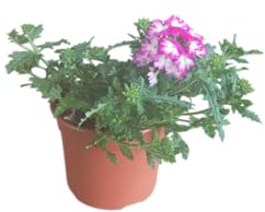 Verbena de Exterior Natural Arbusto Florido y Resistente para Climas Cálidos