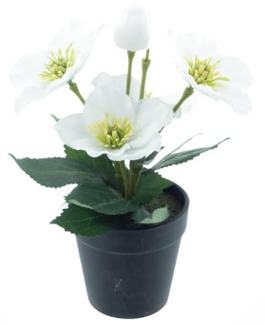mucplants Künstliche Helleborus Christrose im Topf, Schneerose mit Grünen Blättern, 26 cm Kunstpflanze in Schwarzem Kunststofftopf, Dekorative Lenzrose (Cream)