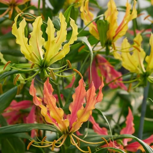5Bulbos de lirio fuego perennes, exóticas resistentes gloriosa superba, balcón raras, decoraciones, trepadora