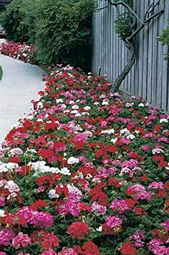 Geranium Zonal Maverick Series Mix Seeds