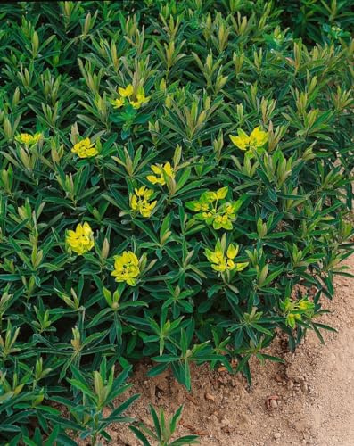Euphorbia polychroma 'Purpurea' 9x9 cm Topf – Winterhart, Mehrjährig, Pflegeleicht – Wolfsmilch – Staude für Beet & Steingarten