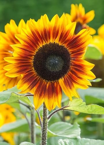 Flower - Sunflower - Helios Flame F1-50 Seeds