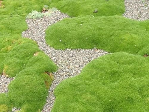 Scleranthus uniflorus - Scléranthe 20 Graines, couvre sol, rocaille, vivace