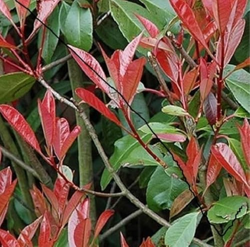 PianteWeb pw-photinia-bianco-24
