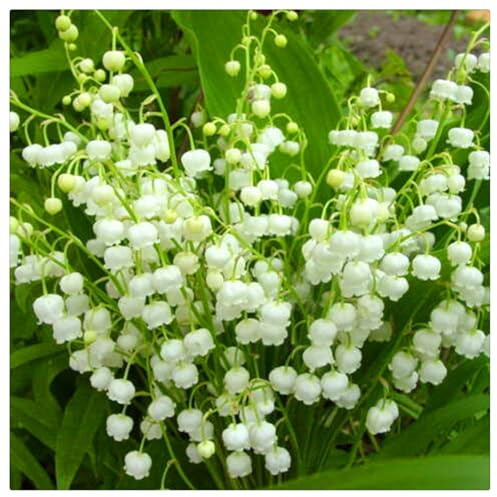 Bulbos de Lirio de los Valles - Ideal para Sombra Fresca - Campánulas Nacaradas y Fragantes - Follaje Lustroso y Elegante-15 Bulbos-F