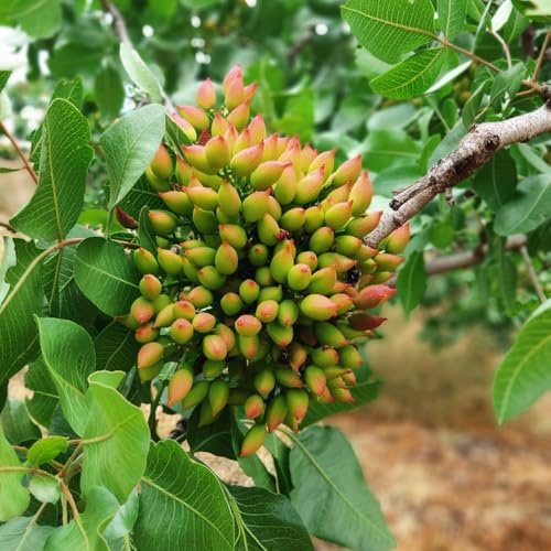 semi resistenti di pistacchio - vecchie varietà, giardino roccioso, 6pcs
