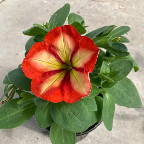 50 piezas de semillas de petunia roja y amarilla