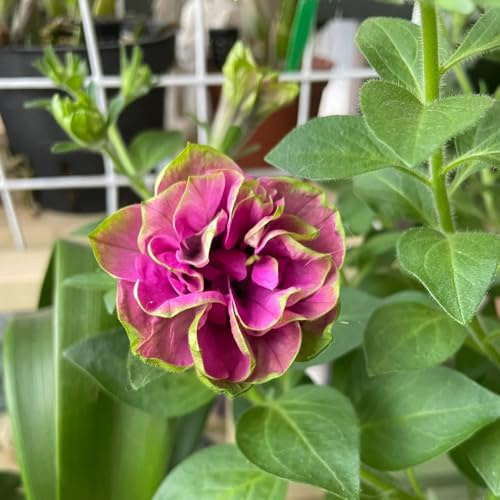 semi di petunia - balcone resistenti amanti dell'ombra rupestri biologici giardino primaverili 600pcs