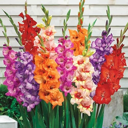 10 Large Mixed Colour Gladiolus Spring Summer Flower Garden Bulbs Gladioli Corms