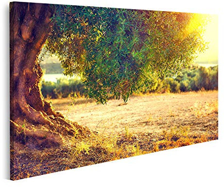 islandburner Bild auf Leinwand Olivenbäume bei Sonnenuntergang Mediterranes Olivenfeld mit jahrhundertealten Olivenbäumen Bilder Drucke x Wohnzimmer