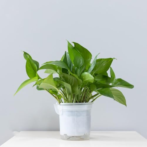 semillas de hiedra, interior jardín decoracion semillas verdes resistentes 150pcs
