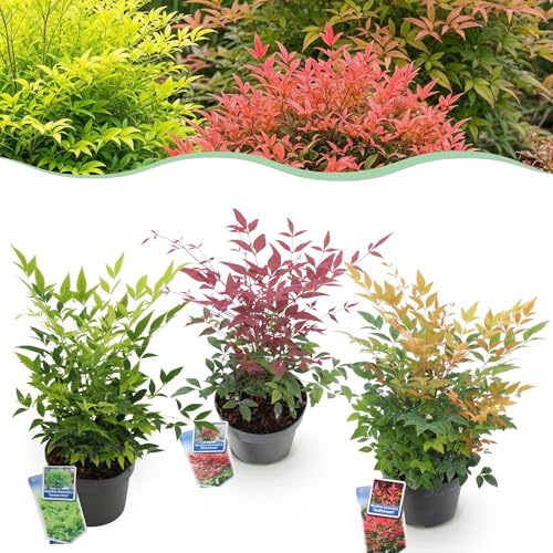 Himmelsbambus Nandina Tricolour Gartenpflanze 3 Pflanzen ca. 45 cm | immergrün und farbwechselnd, gelb Rot Orange Laub für Beet Balkon Terrasse, winterhart, bienenfreundlich